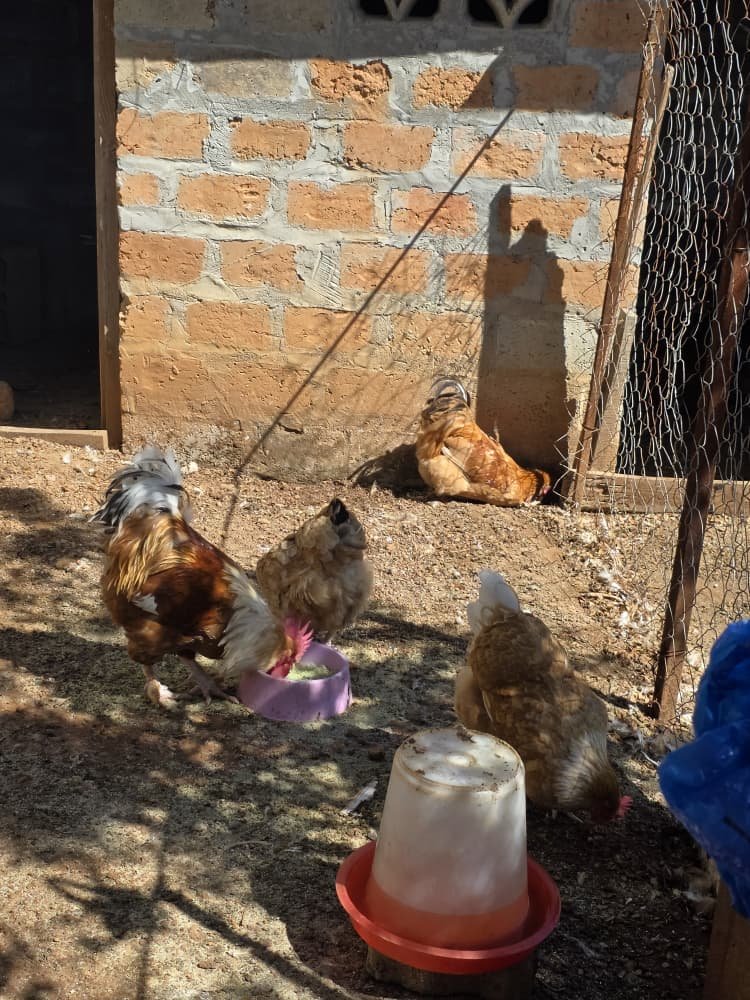 Chickens on the farm