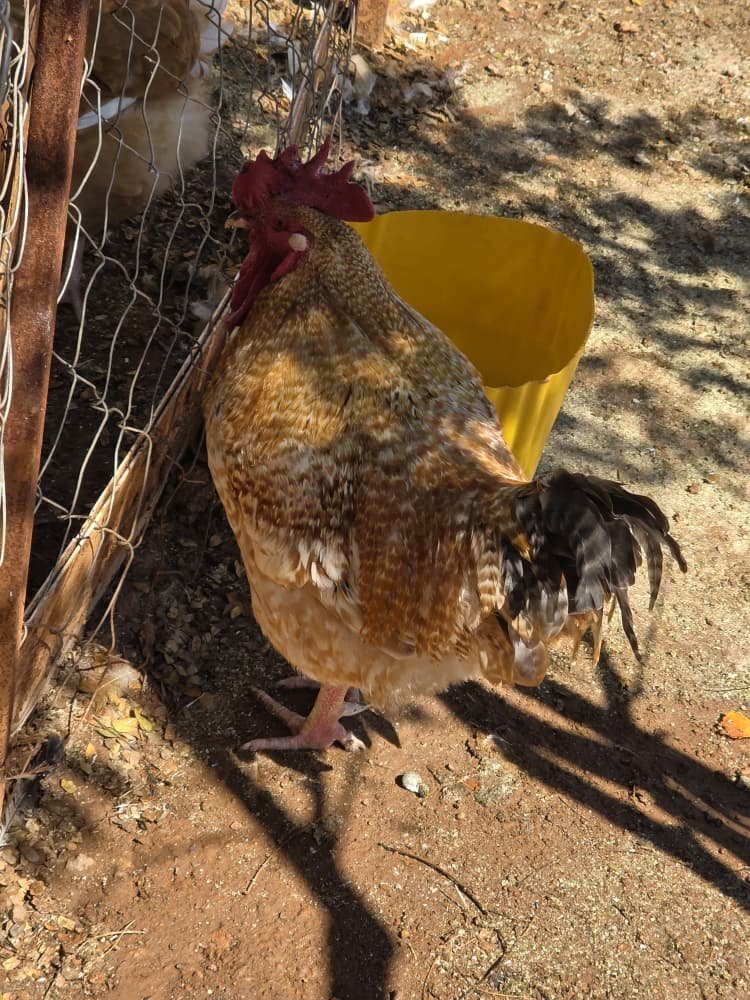Cockerel